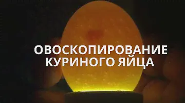 Овоскопирование куриных яиц на 7 день