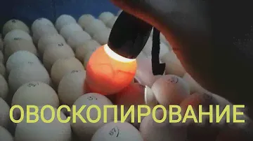ОВОСКОПИРОВАНИЕ КУРИНЫХ ЯИЦ